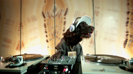 BBDO Düsseldorf filmt rappende Hunde für Pedigree - Im neuen Pedigree-Spot: Dentadawg legt Platten auf (Foto: BBDO)