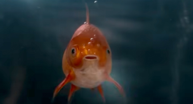 Jung von Matt lässt für BMW den Goldfisch schaukeln - Im neuen BMW-Commervial muss der Goldfisch auf der Rückbank keine Angst vorm Kaktus haben - Screenshot aus Spot: BMW