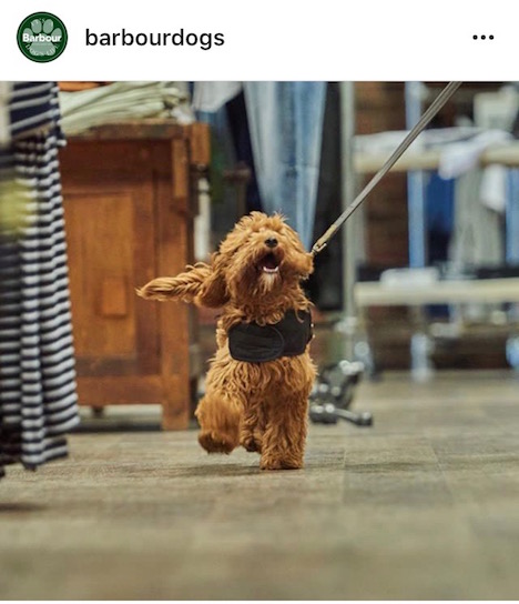 Lifestyle-Marke Barbour startet Loyalty-Programm für Hunde - Foto: Babour-Instagram