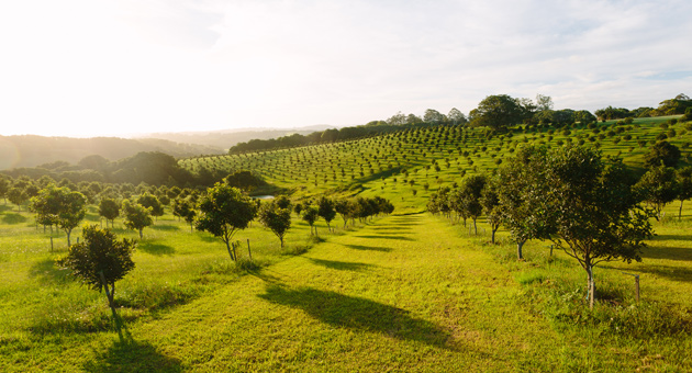 World Macadamia Organisation startet Deutschland-Kampagne für "Love Macadamia" - Macadamia-Produzenten aus sieben wichtigen Anbauländern werden von der World Macadamia Organisation vertreten – Foto: Pawel Papis