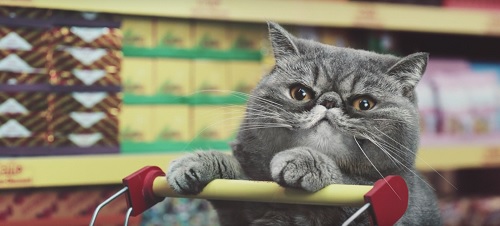 In einem Miniatur-Netto gehen Katzen auf Einkaufstour (Foto: Screenshot YouTube)