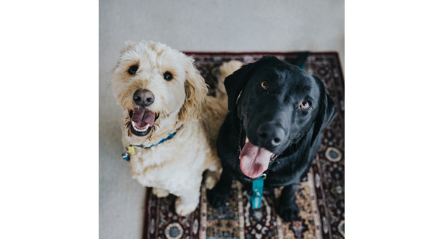Kollege auf vier Pfoten als Aushängeschild - Foto: Jay Wennington/Unsplash