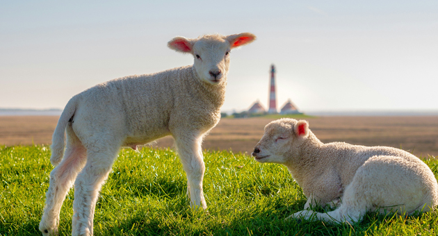 TA.SH beauftragt Ehrenberg Sørensen für Dänemark-Markt - Die TA.SH setzt für ihre Dänemark‑Kommunikation auf die Dienste von Ehrenberg Sørensen Kommunikation – Foto: Admiratio/Unsplash