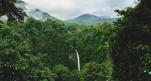 The Generation Forest entscheidet sich für Havas Media - The Generation Forest bietet die Möglichkeit ihre Geldanlage mit Klimaschutz zu verbinden - Foto: Foto: Etienne Delorieux (Unsplash)