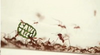 BBDO veranstaltet Ameisen-Demo mit WWF -