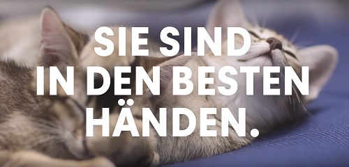 Condor hebt mit schnurrenden Kätzchen ab - Im Condor-Spot erleben Kätzchen den Service und Komfort der Airline (Foto: Screenshot YouTube)