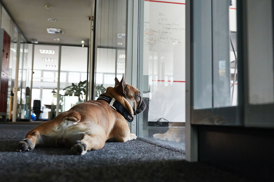 Office-Dog Elmo wei, wies bei Europace zugeht (Bild: Europace)