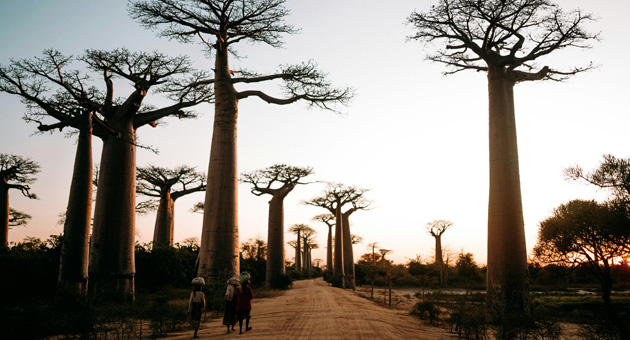 Madagaskar-Reiseanbieter stärkt PR im DACH-Raum - Out of Office Office gewinnt den Malagasya Travel als Neukunden – Foto: Malagasya Travel